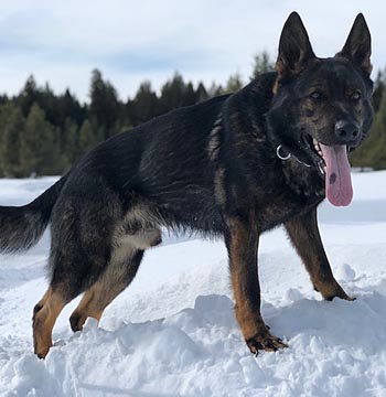 Sire - Zeke