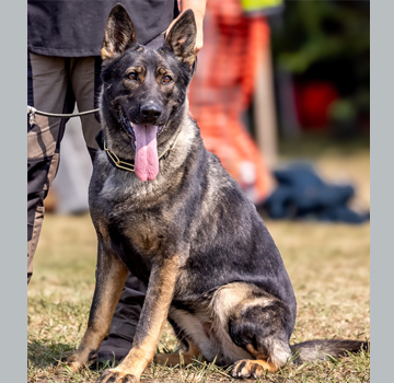 Sire - Zeke