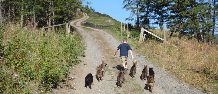 Breeding pups