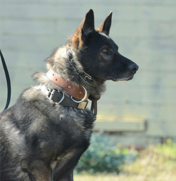 Sire - Zeke